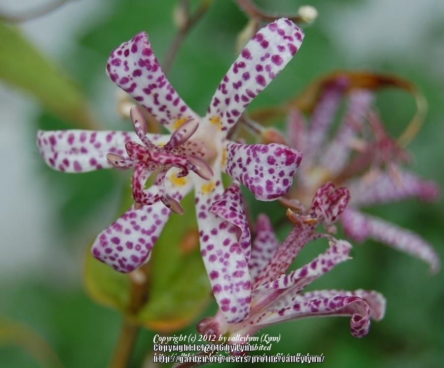 Photo of Empress Toad Lily (Tricyrtis 'Empress') uploaded by valleylynn