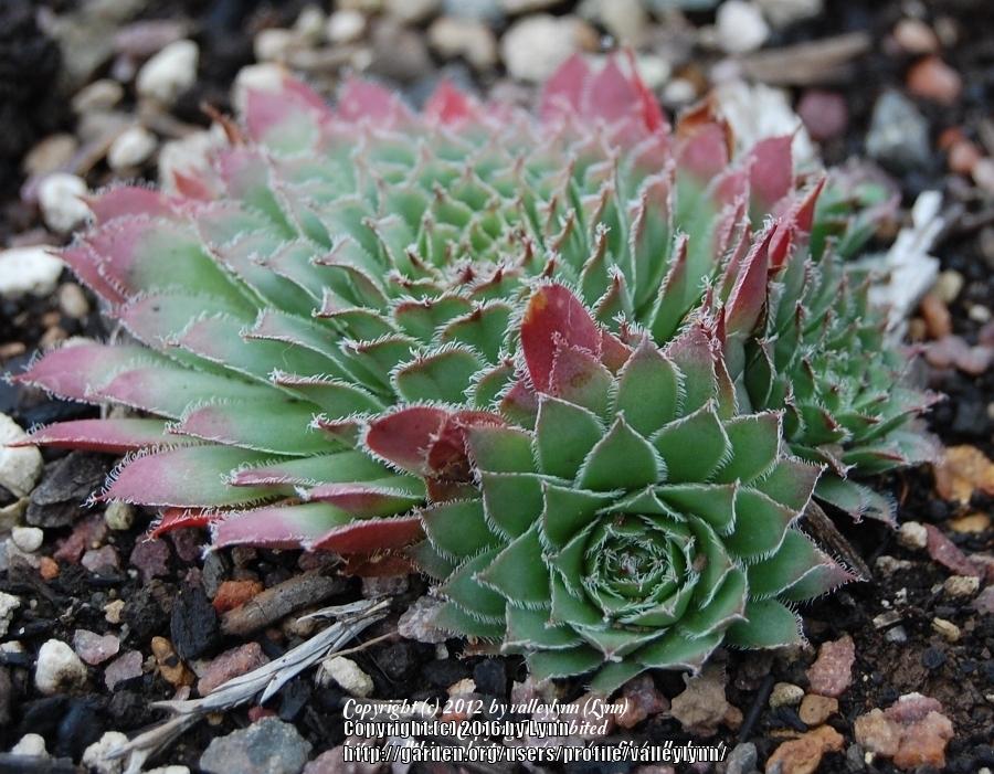 Photo of Hen and Chicks (Sempervivum 'Pacific Mayfair Imp') uploaded by valleylynn