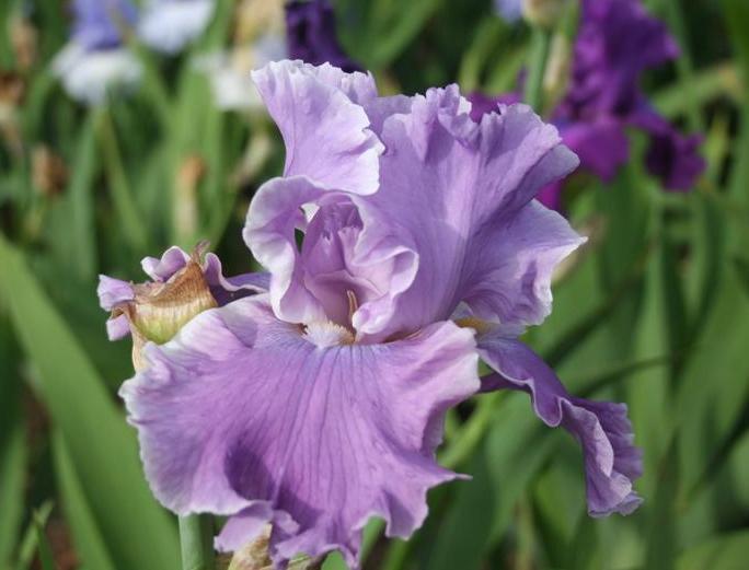 Photo of Tall Bearded Iris (Iris 'Rhinelander') uploaded by KentPfeiffer