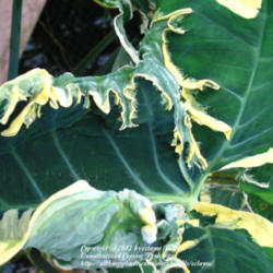 Location: z6a, Smith College Botanical Garden
Date: 2012-10-14
Wild beautful leaf distortion. Grown potted in pool.