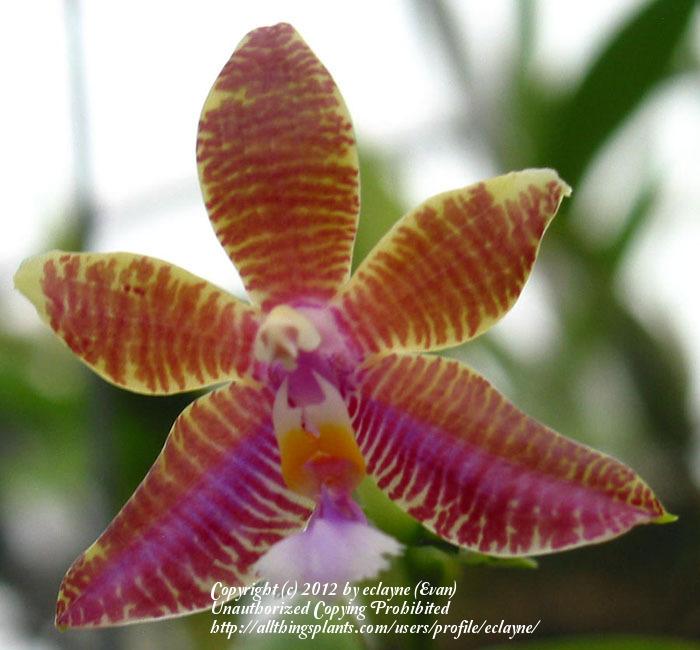 Photo of Orchid (Phalaenopsis lueddemanniana) uploaded by eclayne