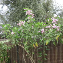 Location: my garden 
Date: 2012-10-17
grew it from seed - 2 yrs ago; loads of blooms honeybees buzzing