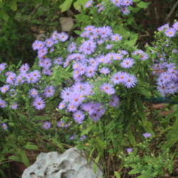 Location: Medina Co., Texas
Date: October 16, 2012
Aromatic Aster in bloom