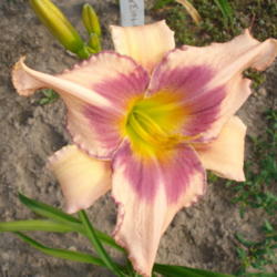 Location: Currie's Daylily Farm-Whittemore Mi.
Date: 2012-07-14