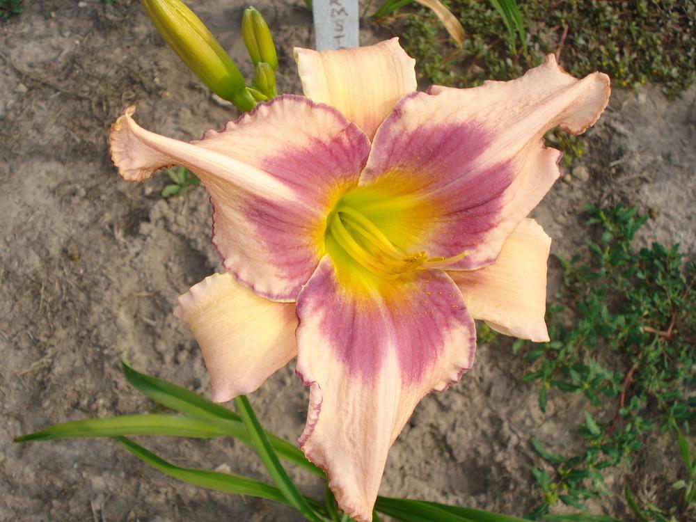 Photo of Daylily (Hemerocallis 'Designer Gown') uploaded by petalsnsepals