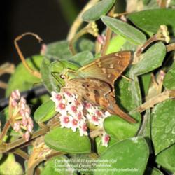 Location: Daytona Beach, Florida
Date: 2012-10-18 
Flowers attract Butterflies, Bees and Skippers, like this Long-ta