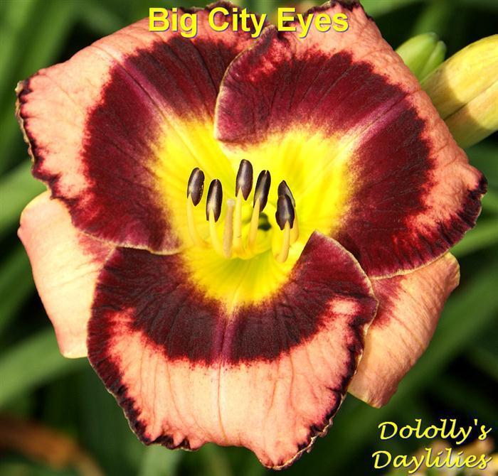 Photo of Daylily (Hemerocallis 'Big City Eye') uploaded by Joy