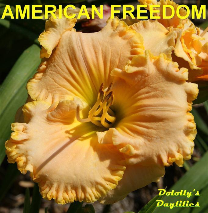 Photo of Daylily (Hemerocallis 'American Freedom') uploaded by Joy