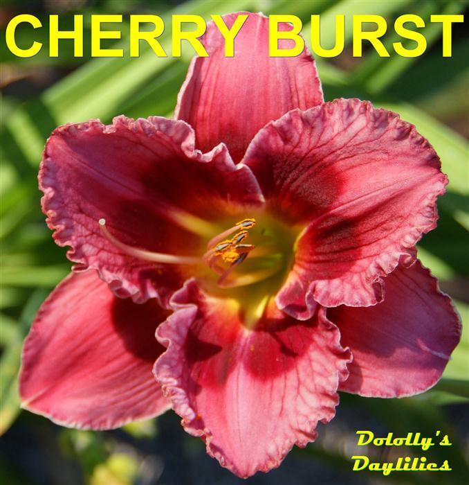Photo of Daylily (Hemerocallis 'Cherry Burst') uploaded by Joy