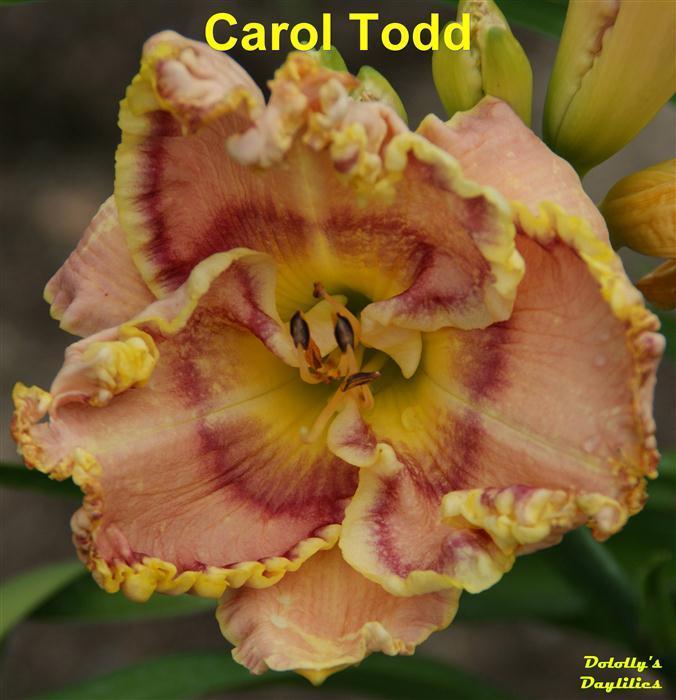 Photo of Daylily (Hemerocallis 'Carol Todd') uploaded by Joy