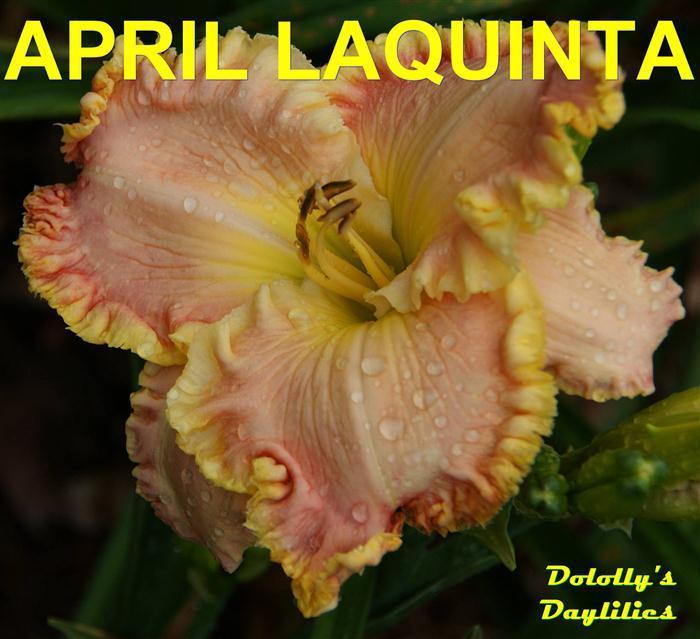Photo of Daylily (Hemerocallis 'April LaQuinta') uploaded by Joy