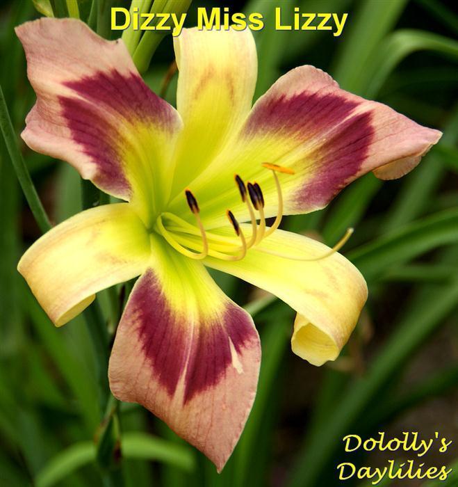 Photo of Daylily (Hemerocallis 'Dizzy Miss Lizzy') uploaded by Joy
