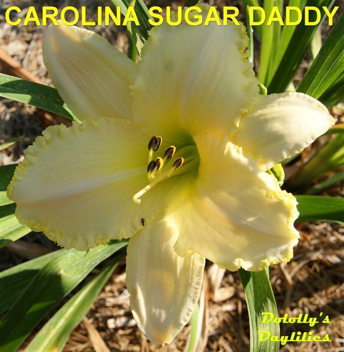 Photo of Daylily (Hemerocallis 'Carolina Sugar Daddy') uploaded by Joy