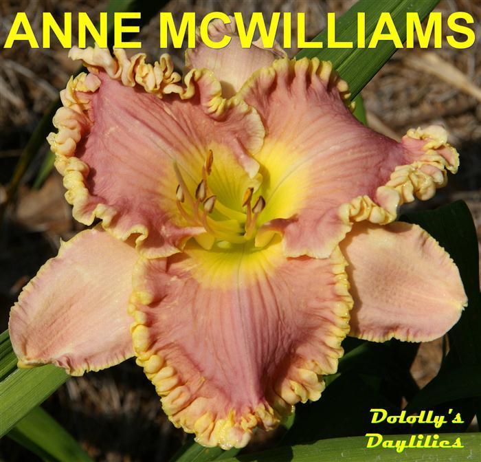 Photo of Daylily (Hemerocallis 'Anne McWilliams') uploaded by Joy