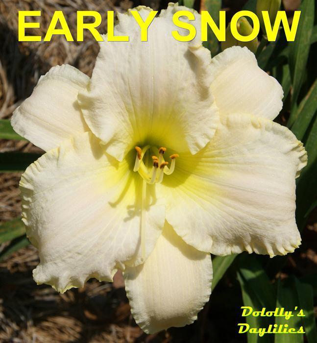Photo of Daylily (Hemerocallis 'Early Snow') uploaded by Joy