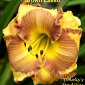Photo Courtesy of Dololly's Daylilies. Used with Permission