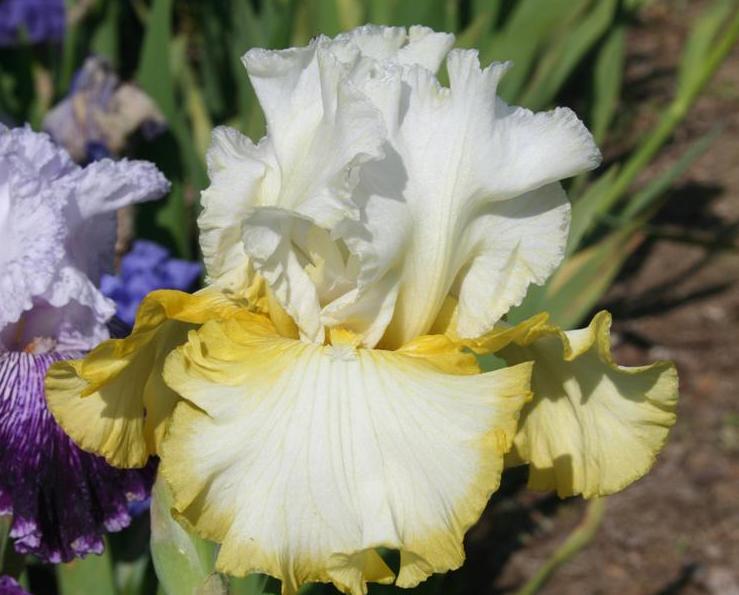 Photo of Tall Bearded Iris (Iris 'Vatican Flag') uploaded by KentPfeiffer