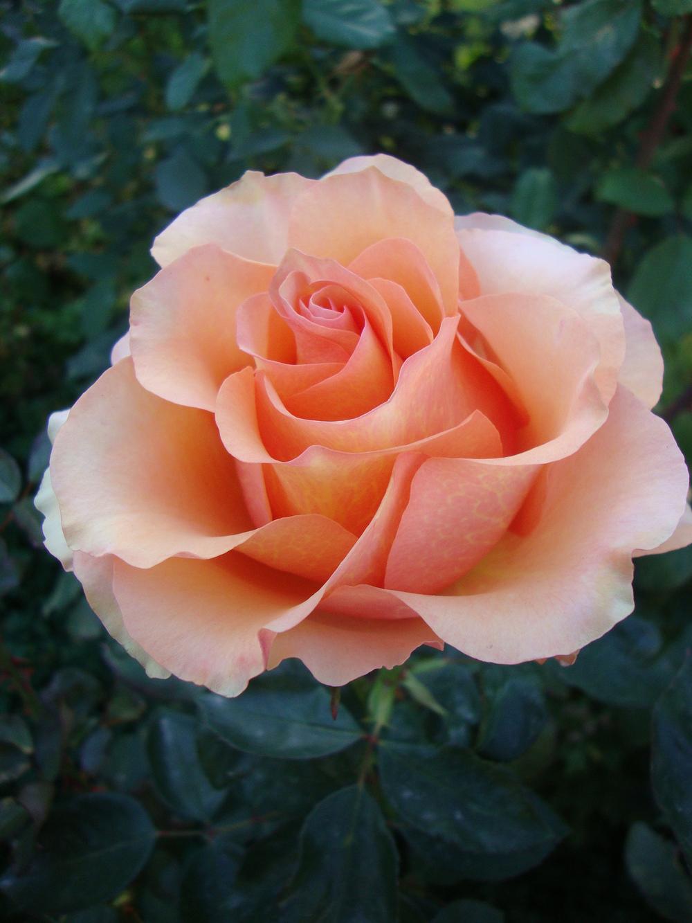 Photo of Rose (Rosa 'Sunstruck') uploaded by Paul2032