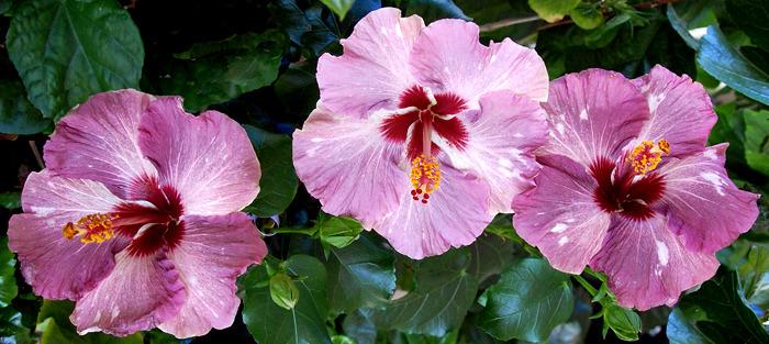 Photo of Tropical Hibiscus (Hibiscus rosa-sinensis 'Wild Grape') uploaded by SongofJoy