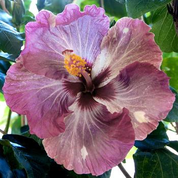 Photo of Tropical Hibiscus (Hibiscus rosa-sinensis 'Wild Grape') uploaded by SongofJoy