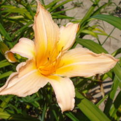 Location: Currie's Daylily Farm-Whittemore Mi.
Date: 2012-07-02