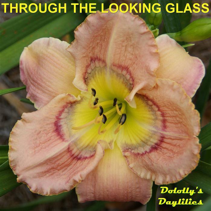 Photo of Daylily (Hemerocallis 'Through the Looking Glass') uploaded by Joy