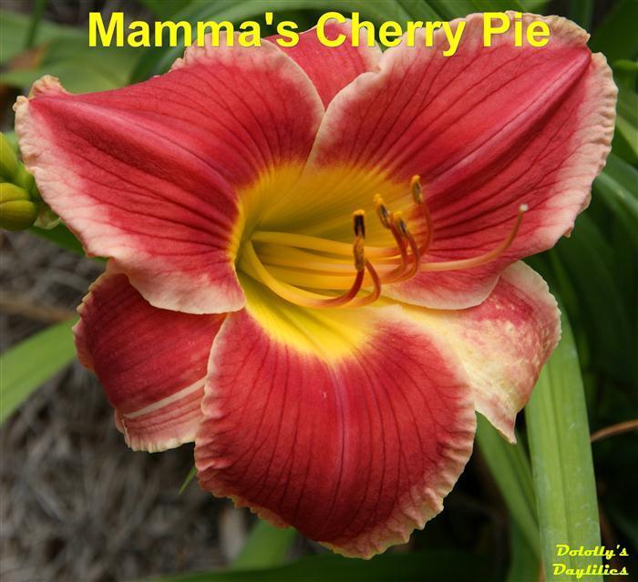 Photo of Daylily (Hemerocallis 'Mama's Cherry Pie') uploaded by Joy