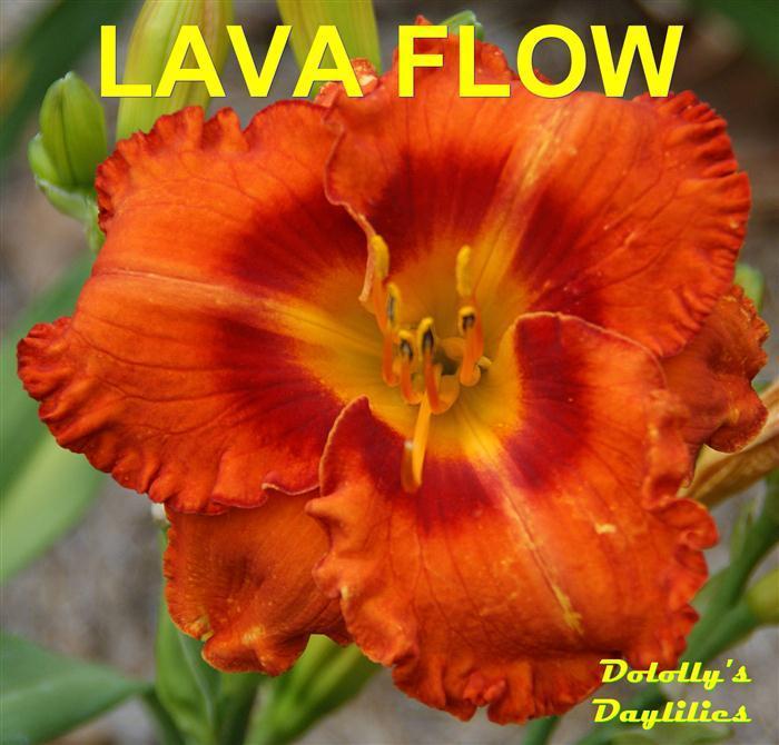 Photo of Daylily (Hemerocallis 'Lava Flow') uploaded by Joy