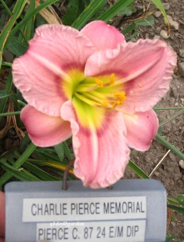 Photo of Daylily (Hemerocallis 'Charlie Pierce Memorial') uploaded by Joy