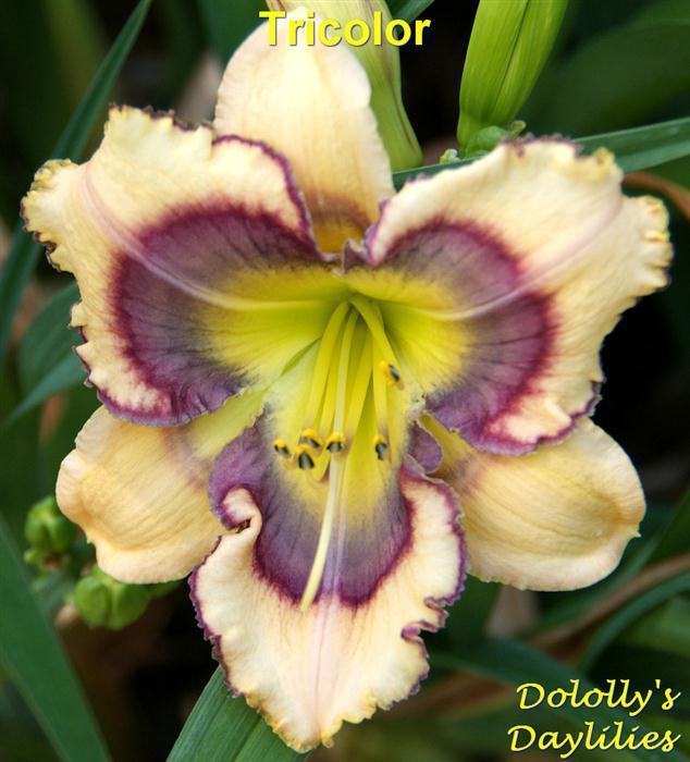 Photo of Daylily (Hemerocallis 'Tricolor') uploaded by Joy