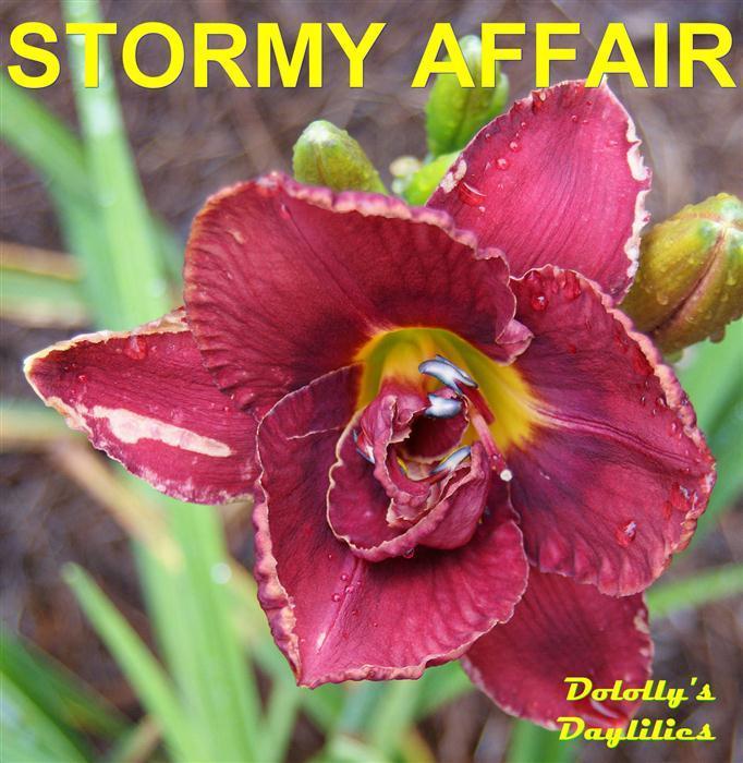 Photo of Daylily (Hemerocallis 'Stormy Affair') uploaded by Joy