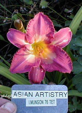 Photo of Daylily (Hemerocallis 'Asian Artistry') uploaded by Joy