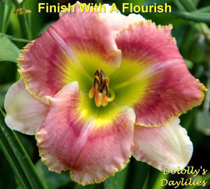 Photo of Daylily (Hemerocallis 'Finish with a Flourish') uploaded by Joy