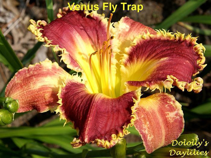 Photo of Daylily (Hemerocallis 'Venus Flytrap') uploaded by Joy