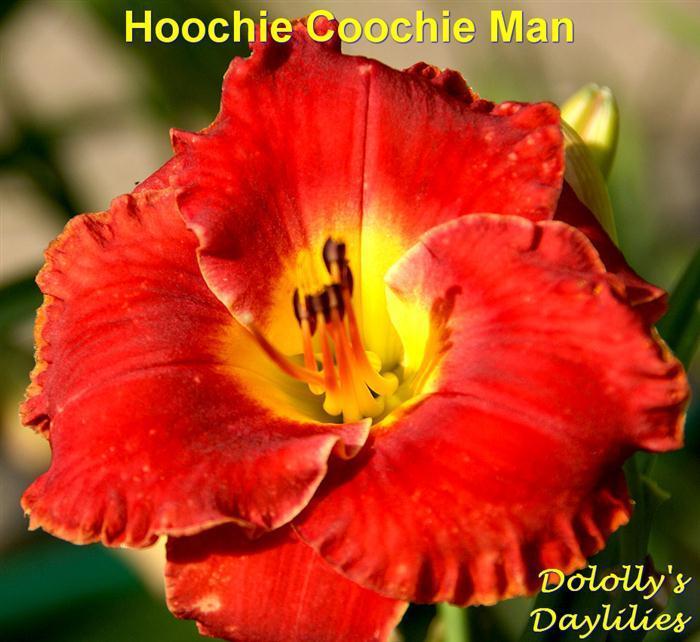Photo of Daylily (Hemerocallis 'Hoochie Coochie Man') uploaded by Joy
