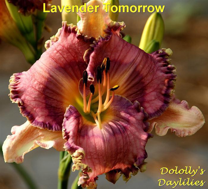 Photo of Daylily (Hemerocallis 'Lavender Tomorrow') uploaded by Joy