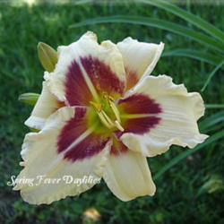 
Photo Courtesy of Spring Fever Daylilies. Used with Permission