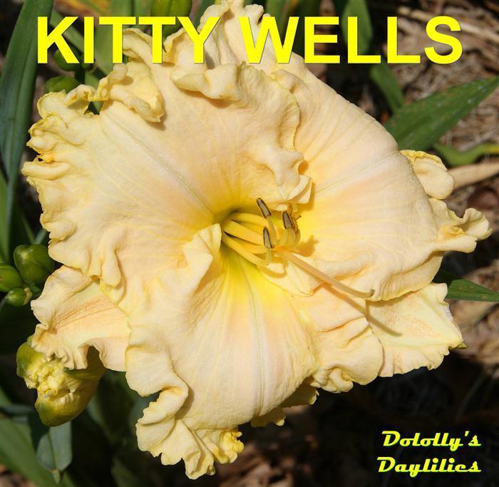 Photo of Daylily (Hemerocallis 'Kitty Wells') uploaded by Joy