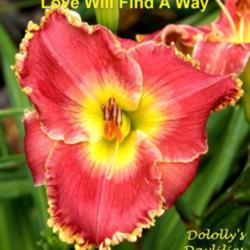
Photo Courtesy of Dololly's Daylilies. Used with Permission