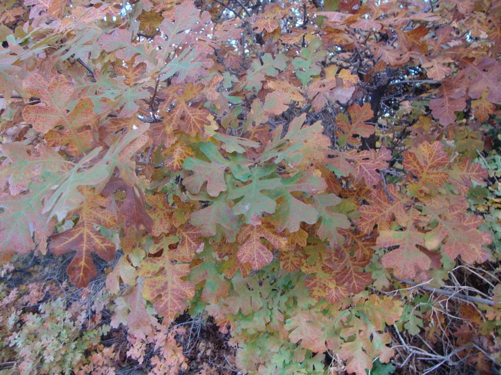 Photo of Gambel Oak (Quercus gambelii) uploaded by Paul2032