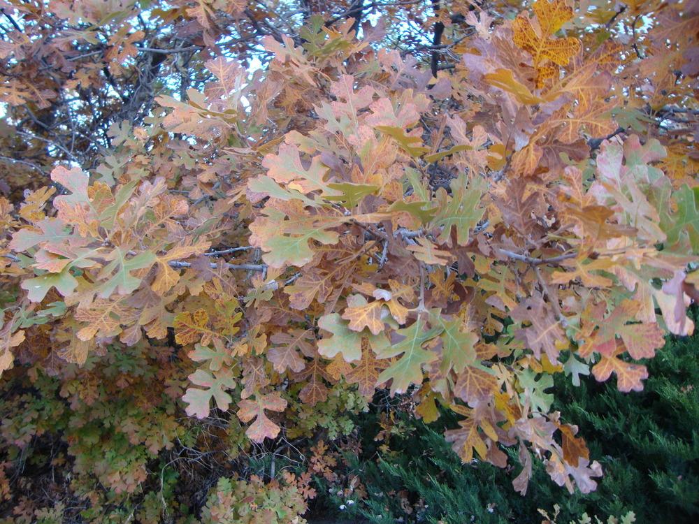 Photo of Gambel Oak (Quercus gambelii) uploaded by Paul2032