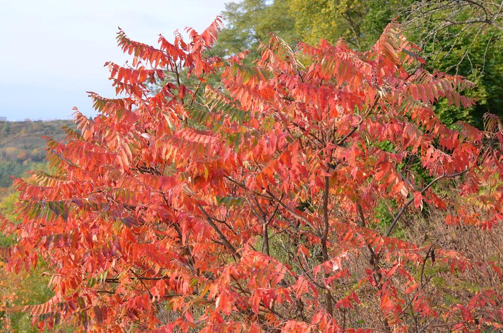 Photo of Staghorn Sumac (Rhus typhina) uploaded by Anne