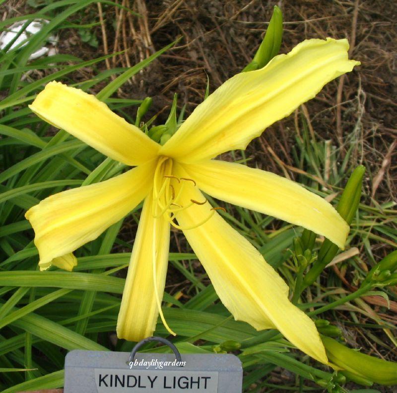 Photo of Daylily (Hemerocallis 'Kindly Light') uploaded by Joy