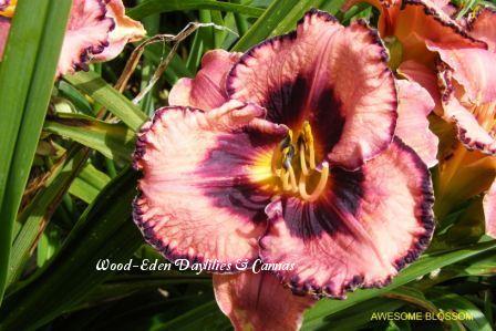 Photo of Daylily (Hemerocallis 'Awesome Blossom') uploaded by Joy