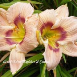 
Photo Courtesy of Wood-Eden Daylilies & Cannas. Used with Permiss