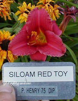 Photo of Daylily (Hemerocallis 'Siloam Red Toy') uploaded by Joy