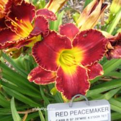 
Photo Courtesy of QB Daylily Gardens. Used with Permission.