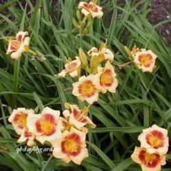 
Photo Courtesy of QB Daylily Gardens. Used with Permission.