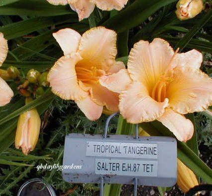 Photo of Daylily (Hemerocallis 'Tropical Tangerine') uploaded by Joy