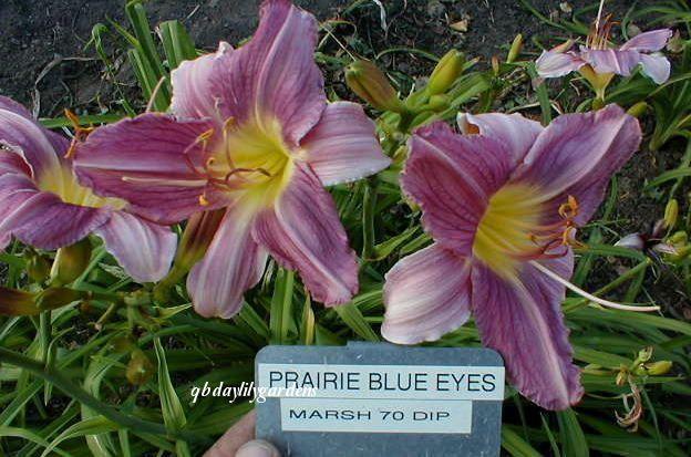 Photo of Daylily (Hemerocallis 'Prairie Blue Eyes') uploaded by Joy